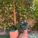 Bonita *